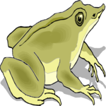 Frog 23