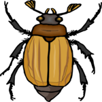Beetle 19