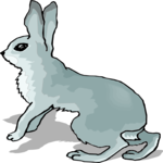 Rabbit 22