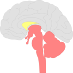 Brain - Cross Section 1