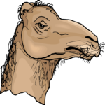 Camel 15