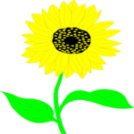 Sunflower 1