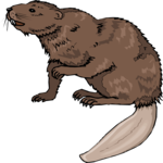 Beaver 09