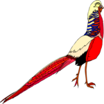 Pheasant - Golden Clip Art