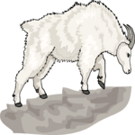 Mountain Goat 07
