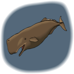 Whale - Sperm 1