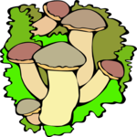 Mushrooms 16