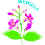 Weigela Clip Art