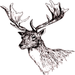 Deer 36