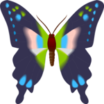 Butterfly 080