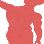 Musculature - Back 3