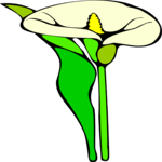 Calla Lily 1