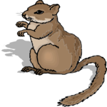 Squirrel 16 Clip Art