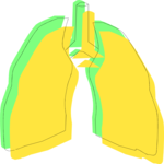 Lungs 2 Clip Art