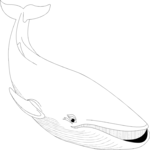 Whale 04