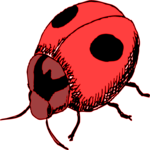 Ladybug 9 Clip Art