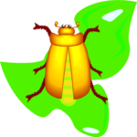 Beetle 14