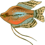 Gourami - Jewel