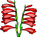 Gladiolas 4 Clip Art