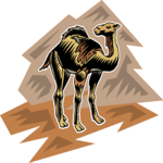 Camel 14