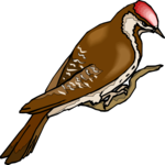 Woodpecker 11