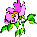 Dog Rose 2