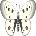 Butterfly 096
