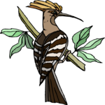 Hoopoe 3