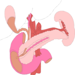 Internal Organs 7