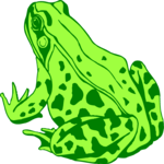 Frog 08