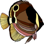 Butterfly Fish 6