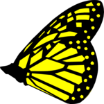 Butterfly 035