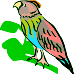 Parrot 11