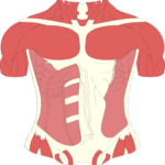 Musculature - Torso