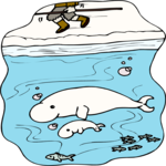 Whales - Beluga
