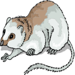 Tree Shrew