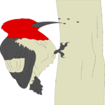 Woodpecker 01