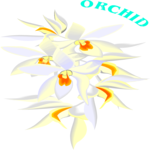 Orchid 5