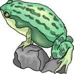 Frog 17