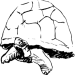 Tortoise 2