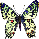 Butterfly 050