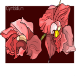 Cymbidium