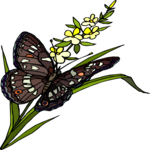 Butterfly 135