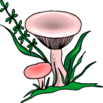 Mushrooms 11