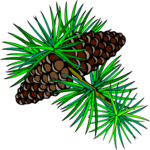 Pine Cones 2 Clip Art
