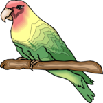 Peachfaced Lovebird