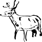 Deer 1