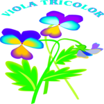 Viola Tricolor