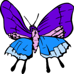 Butterfly 028