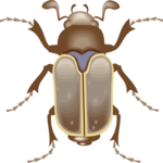 Beetle 11